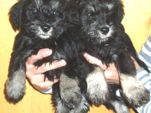 Poppy's Black & Silver Pups