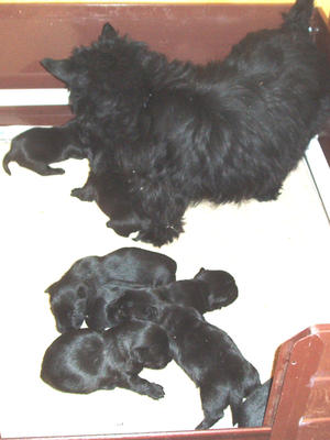 April & puppies