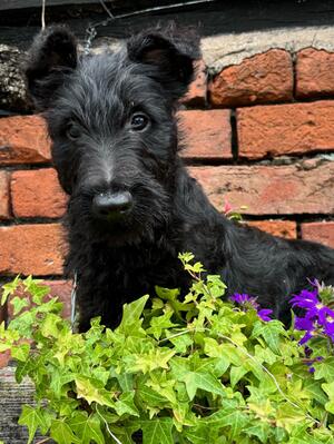 Dog puppy 2