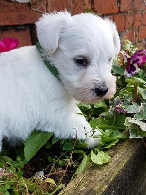White Dog