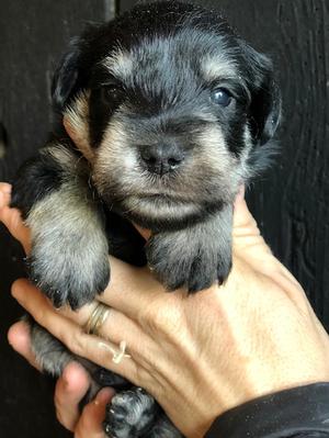 3 week old puppy
