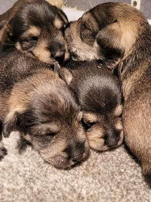 Elsa Pups