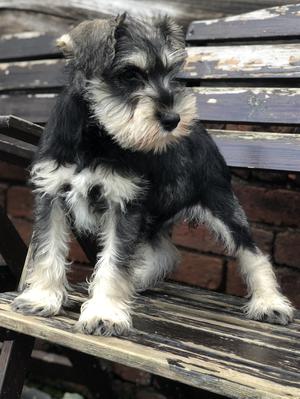 Ludo