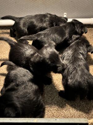 Cracker's puppies