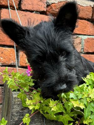 Dog puppy 1