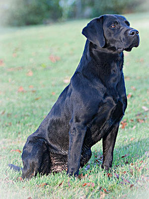 Proper Dog!