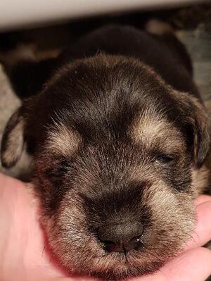 Elsa pup