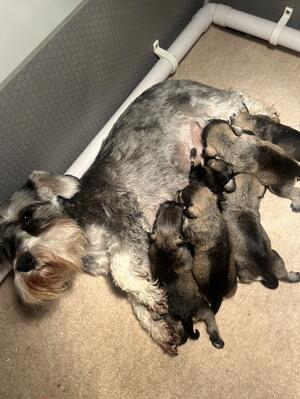 Nancy & puppies