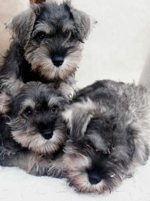Bella's puppies2