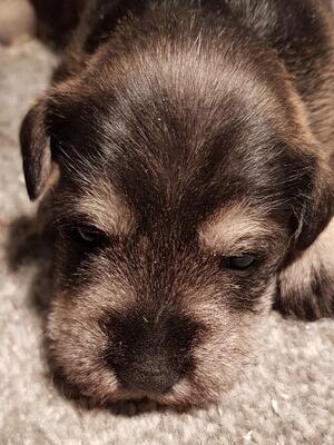 Elsa pup