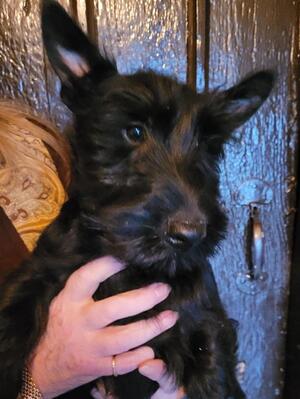 Tina Pup