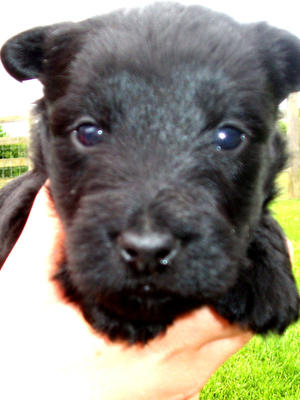 April pup 4 weeks.