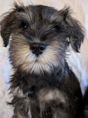 Nina dog puppy.