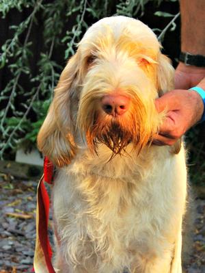 'Bertie' Dewdhala Figlio Di Una Pesca