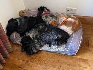 Our 4 dogs 1 bed !!