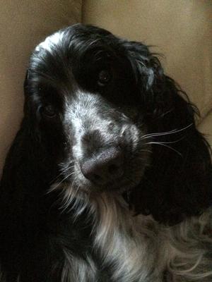 Darcey