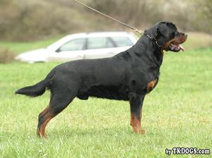 SERBIAN CH DON CASH HAUSE KALIGULA