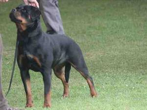 gracie picks up her third resCC at paignton