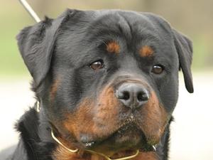 DON CASH HAUSE KALIGULA