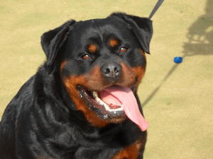 GRACIE 2 YEARS 10 MONTHS