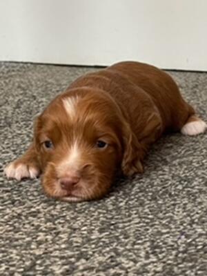 Pup