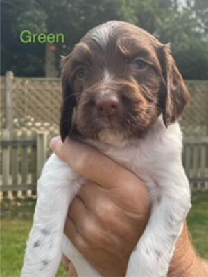 Green Pup