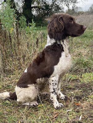 Dixie