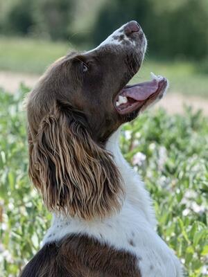 Tess