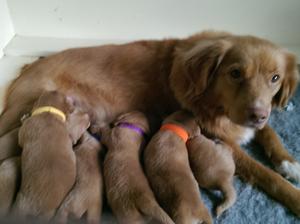 Poppy and Pups
