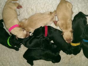 The litter