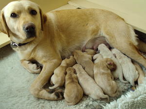 The Proud Mum