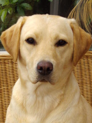 Katmistsky's Lady Friday -Pippa