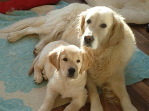 Sookie at 10 weeks with Skye