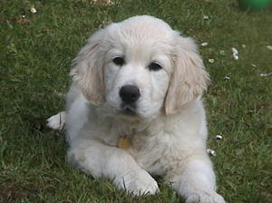 Skye as a puppy
