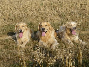 Sookie,Bryn & Honey from 2013 litter.