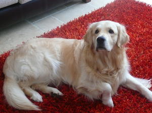 Kobe from 2009 litter