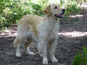 Sookie at 22 months