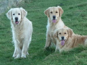 Skye,Truly & Sookie
