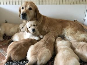 Sookie and puppies at 5 weeks old