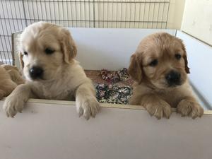 Male puppy at 5 weeks