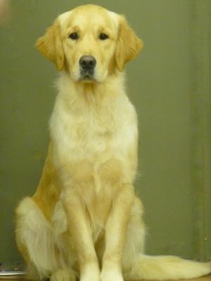 Sookie at 14 months