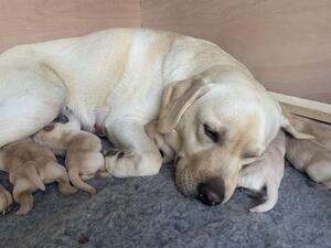 Clove and her pups