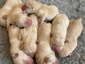 Pups