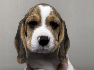 Bitch Pup Available