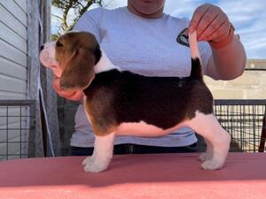 Betsy @ 6 weeks