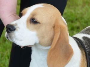 Aggie aged 6mths Richmond '15
