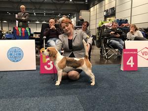 Aggie Beagle German Winners Show ‘17