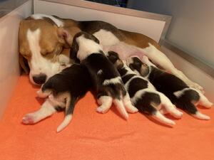 Mum & Pups