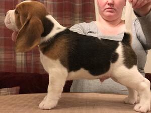 Augie @ 6 weeks