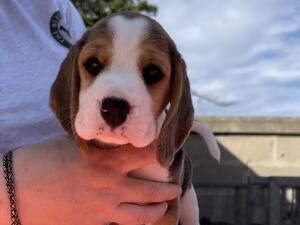 Betsy @ 6 weeks